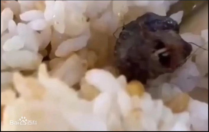 6·1江西工职院食品安全事件